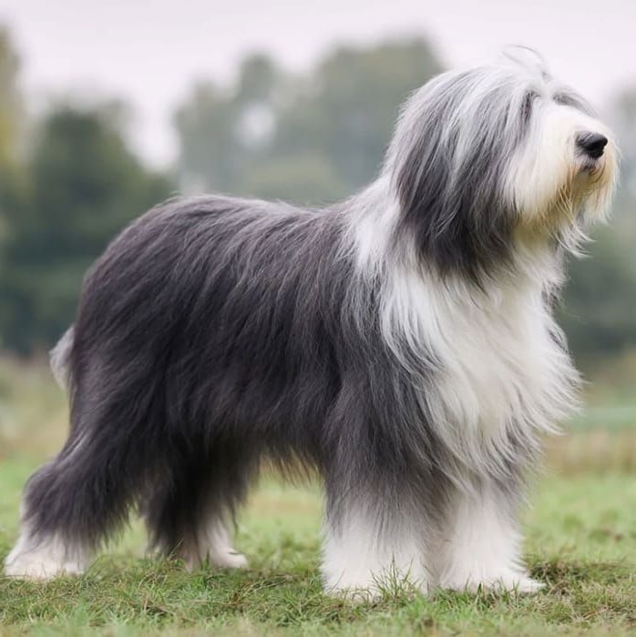 Bearded Collie