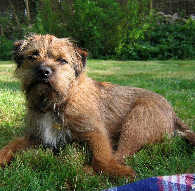Border Terrier