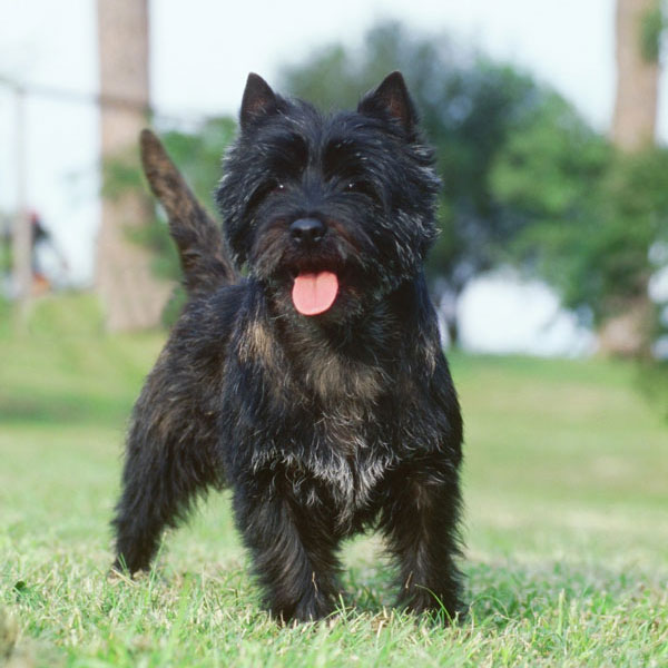 Cairn Terrier