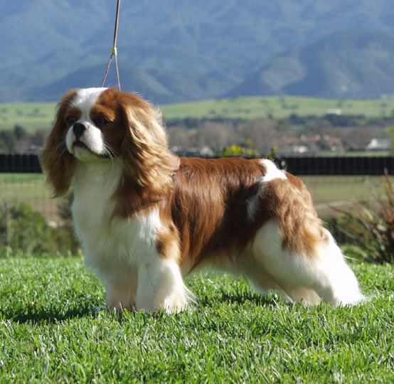Cavalier King Charles Spaniel