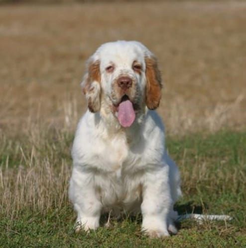 Clumber Spaniel, an illustration of the British dog breed
