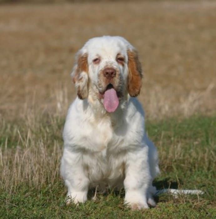 Clumber Spaniel