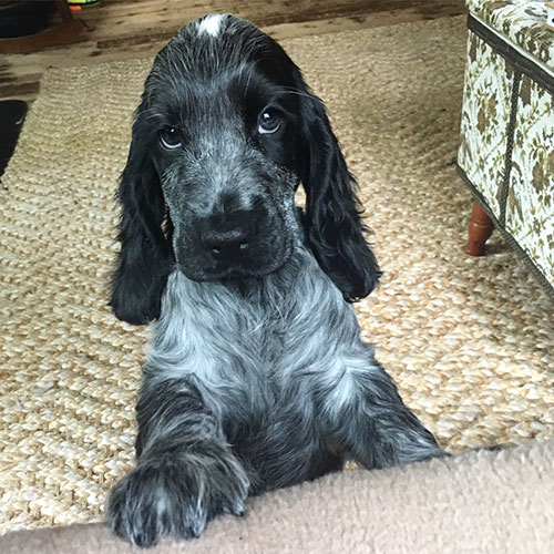 Cocker Spaniel