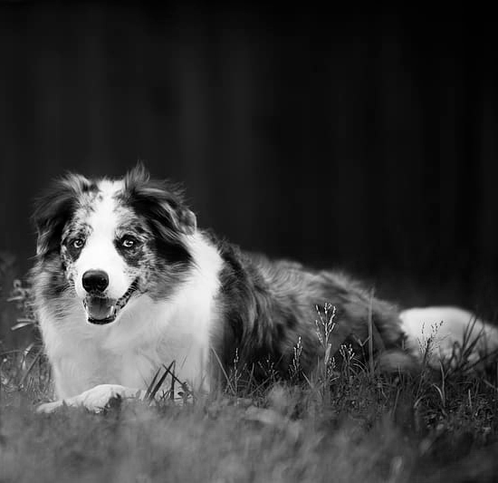Old Cumberland herding dogs