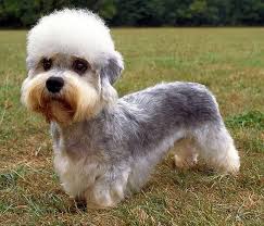 Dandie Dinmont Terrier