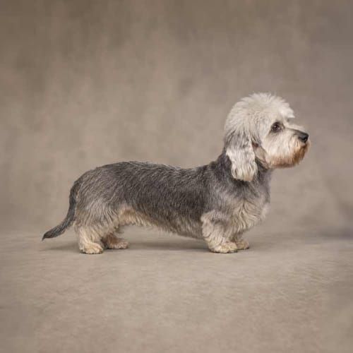 Dandie Dinmont Terrier, an illustration of the British dog breed