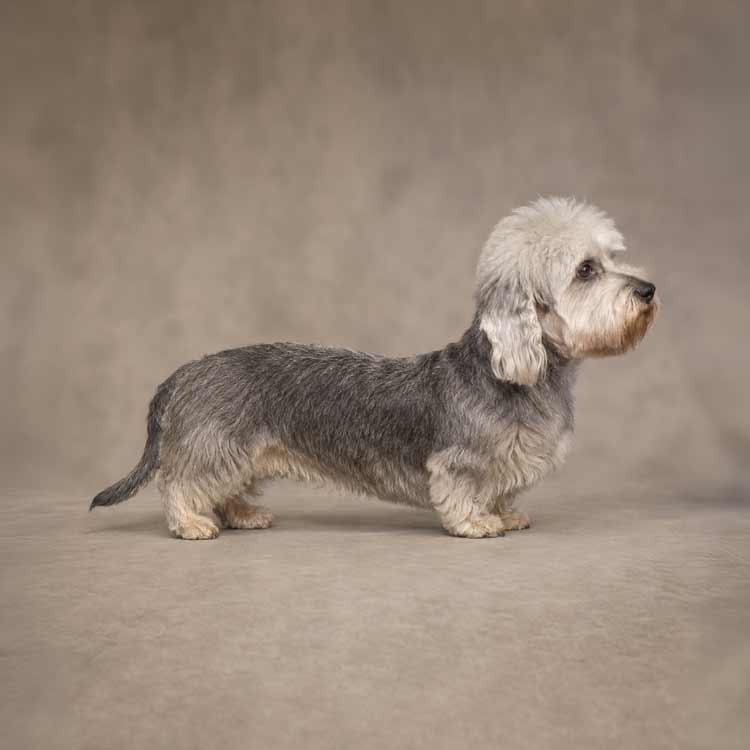 Dandie Dinmont Terrier