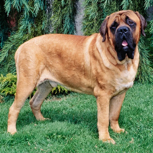 Mastiff