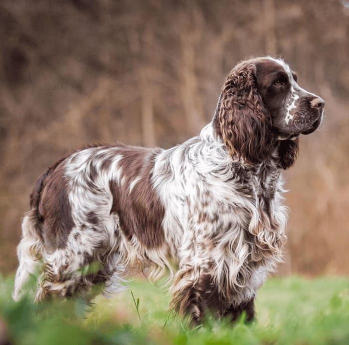 English Springer Spaniel