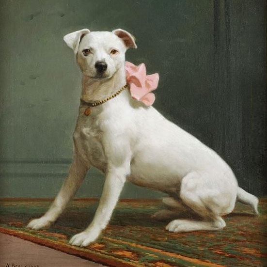 English White Terrier