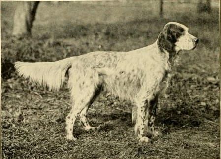 English Setter, an illustration of the British dog breed