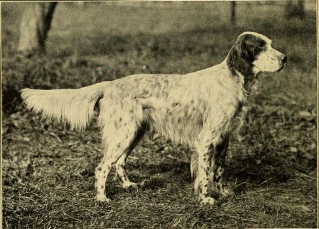 English Setter
