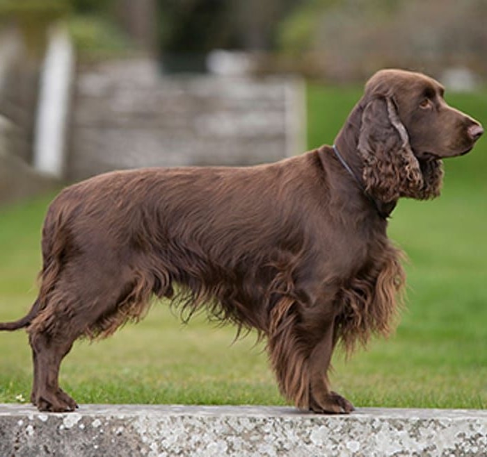 Field Spaniel