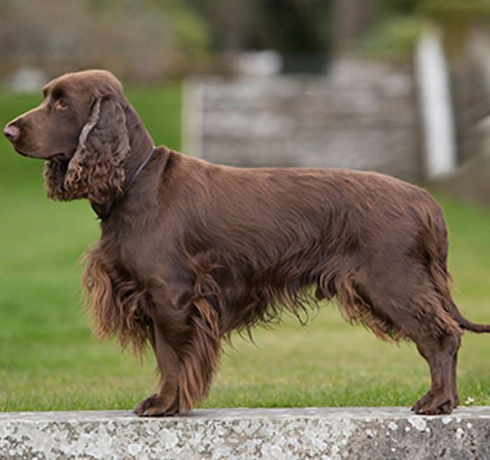 Field Spaniel