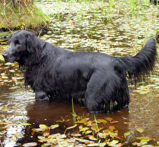 Flat-Coated Retriever