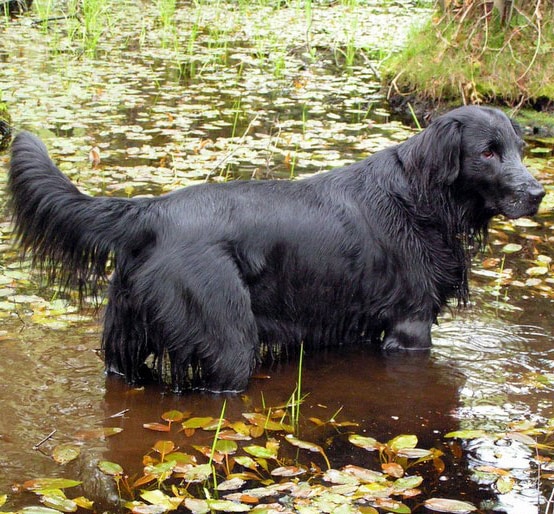 Flat-Coated Retriever