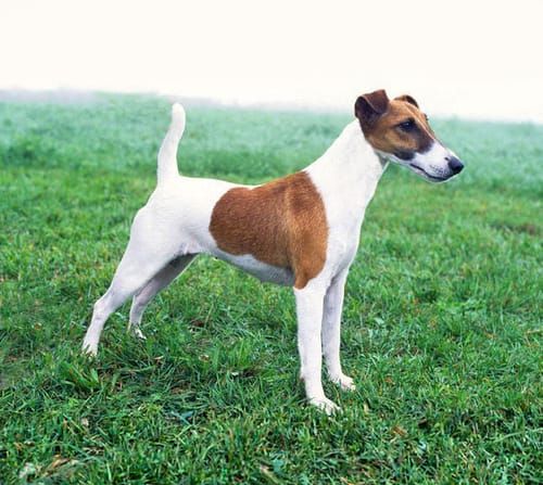 Fox Terrier, an illustration of the British dog breed