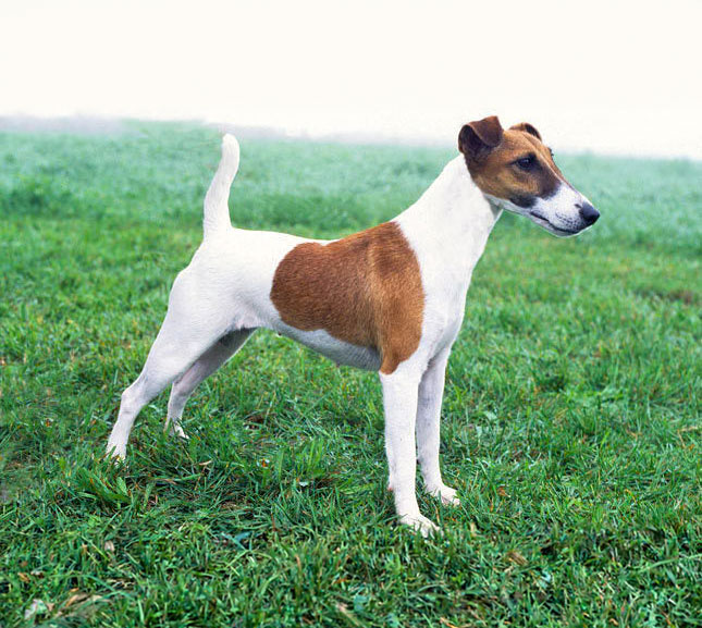 Fox Terrier