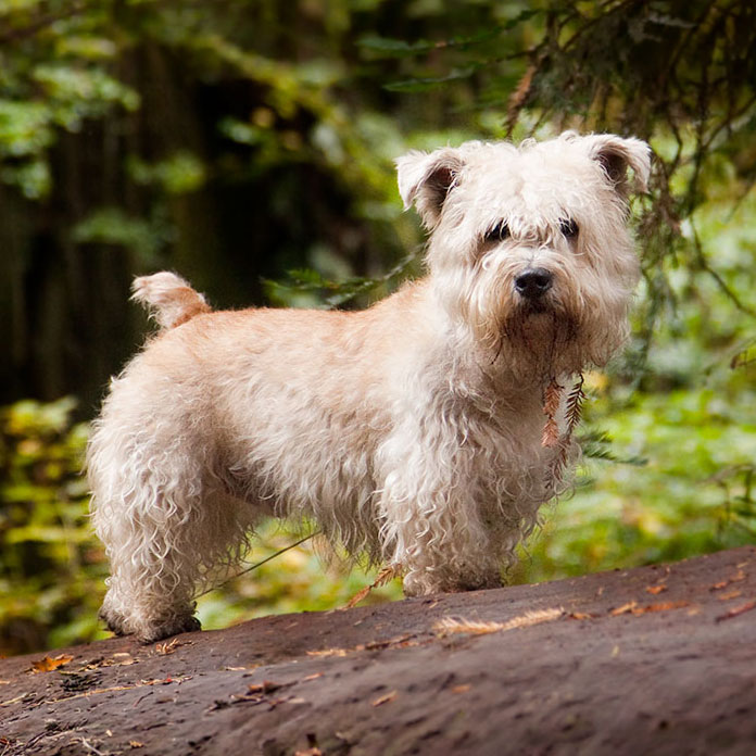 Glen of Imaal Terrier