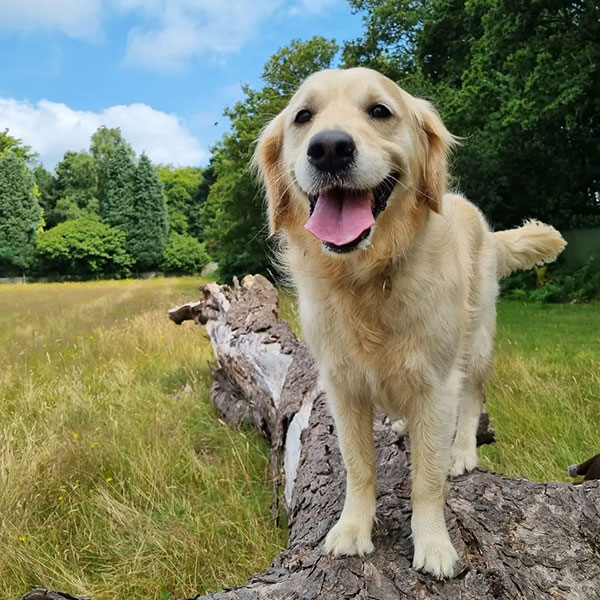 Golden Retriever