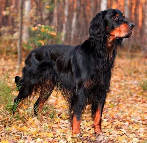 Gordon Setter, an illustration of the British dog breed