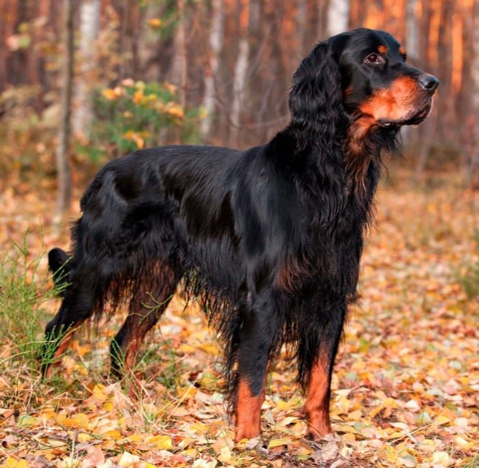 Gordon Setter