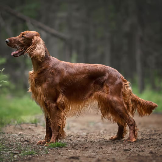 Irish Setter