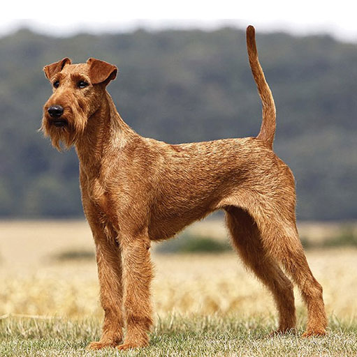 Irish Terrier