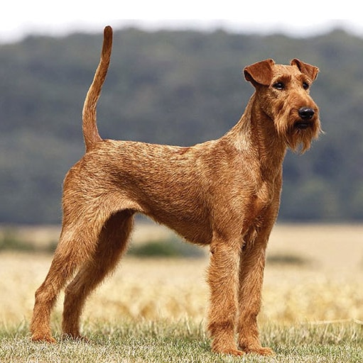 Irish Terrier