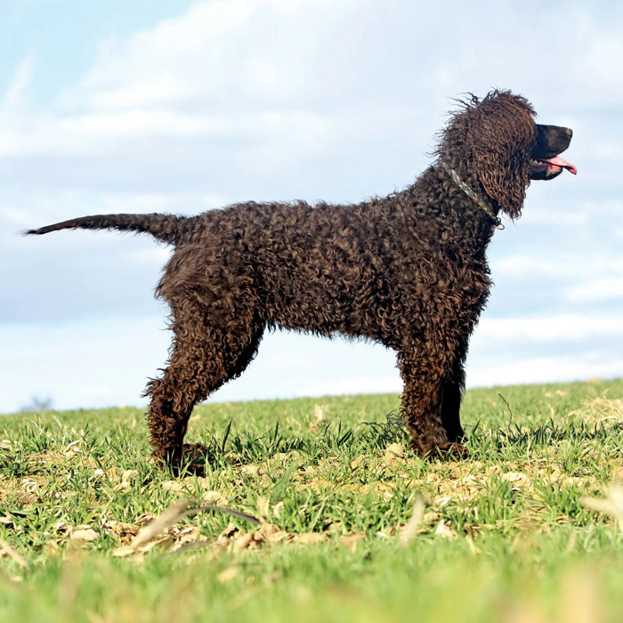Irish Water Spaniel