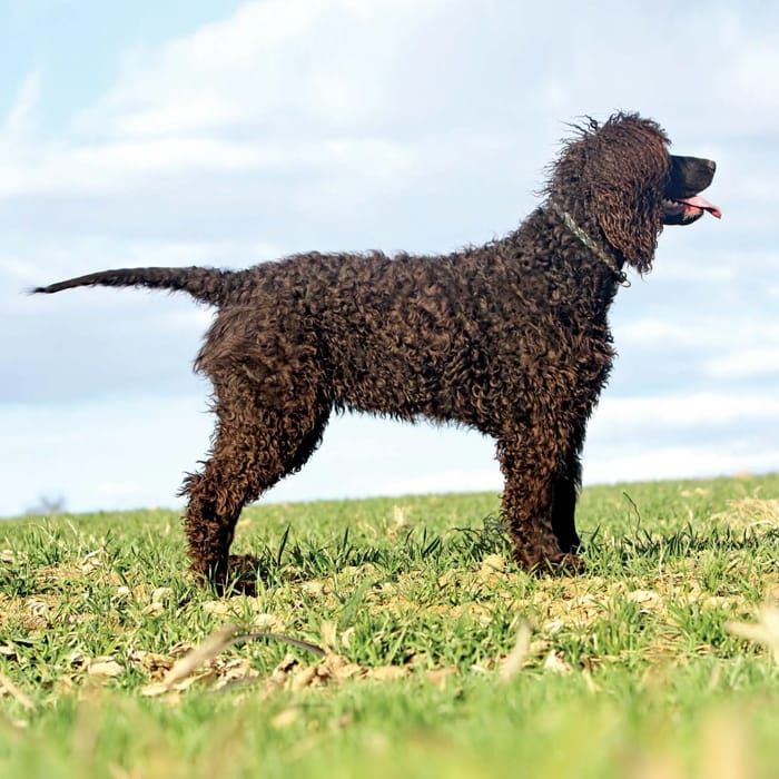 Irish Water Spaniel