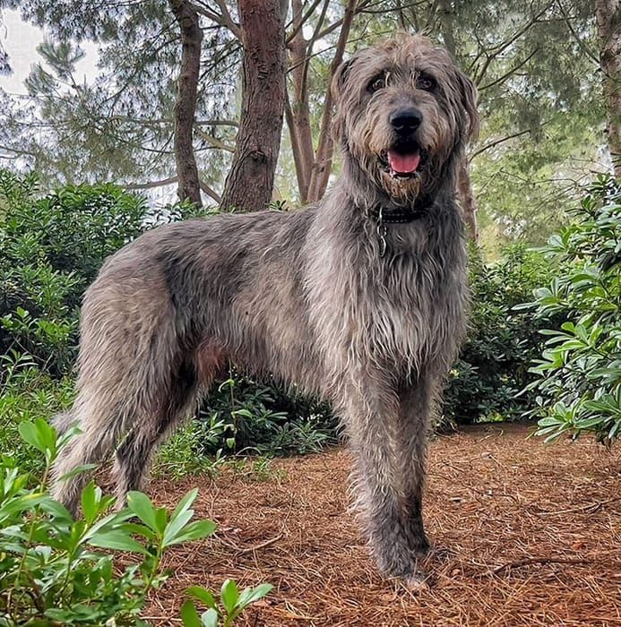 Irish Wolfhound