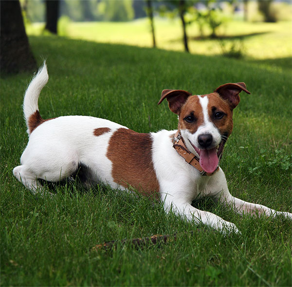 Jack Russell Terrier