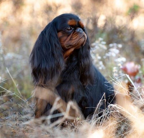 King Charles Spaniel, an illustration of the British dog breed