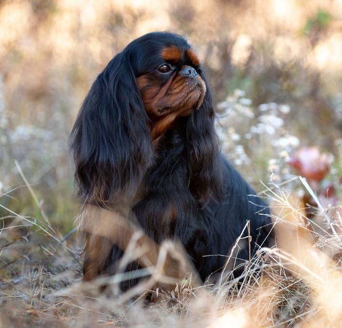 King Charles Spaniel