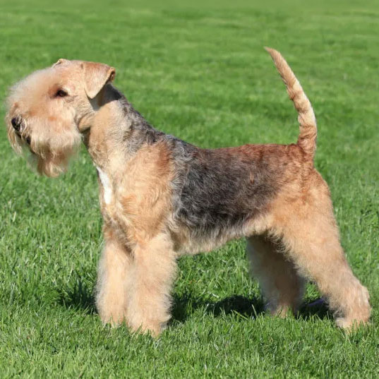 Lakeland Terrier