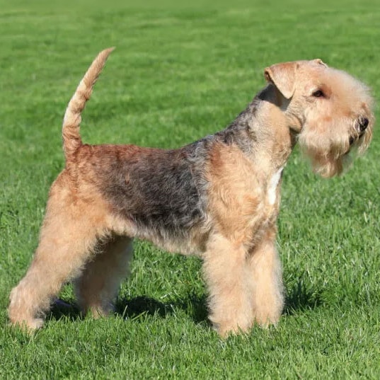 Lakeland Terrier