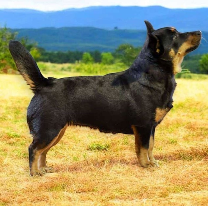 Lancashire Heeler