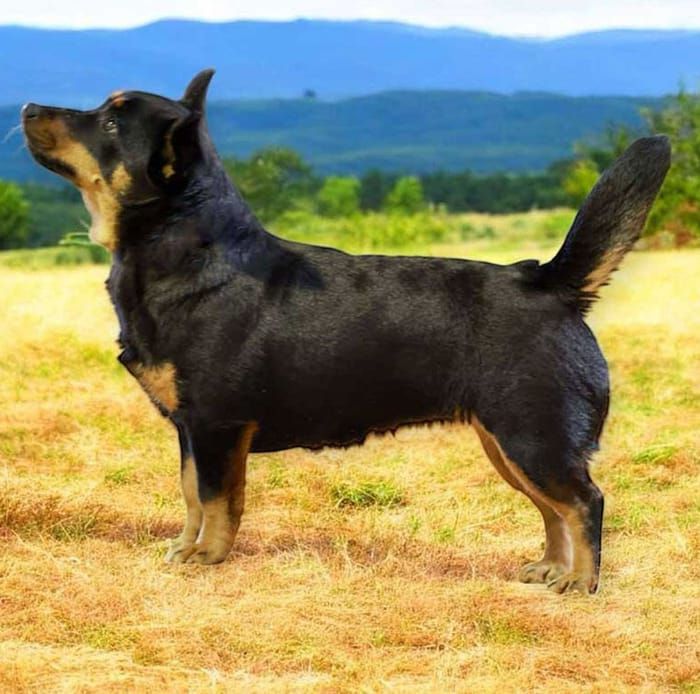Lancashire Heeler
