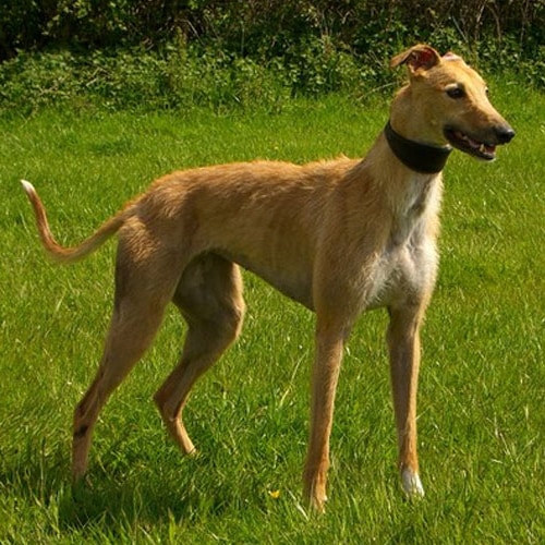 Longdog