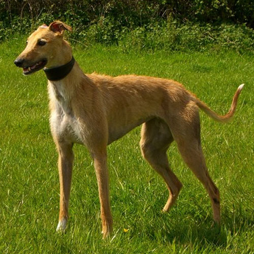 Longdog