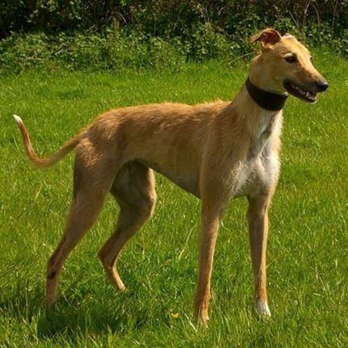 Longdog, an illustration of the British dog breed