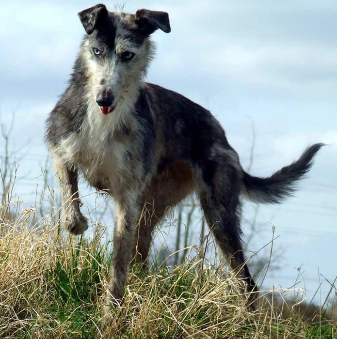 Lurcher