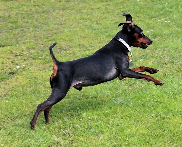 Manchester Terrier