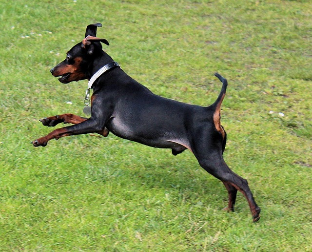 Manchester Terrier