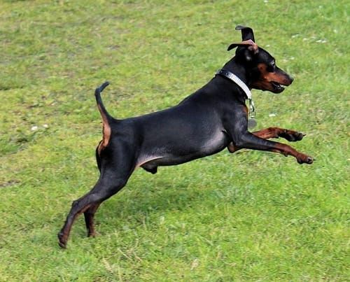 Manchester Terrier, an illustration of the British dog breed