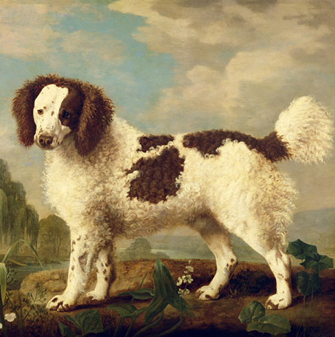 Norfolk Spaniel