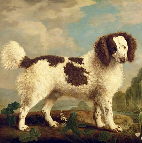 Norfolk Spaniel