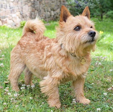 Norwich Terrier