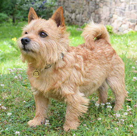 Norwich Terrier